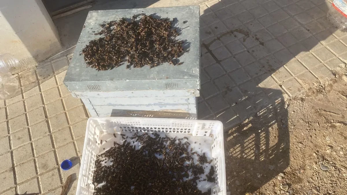 Algunas de las avispas capturadas esta semana por apicultores. - M.C. T