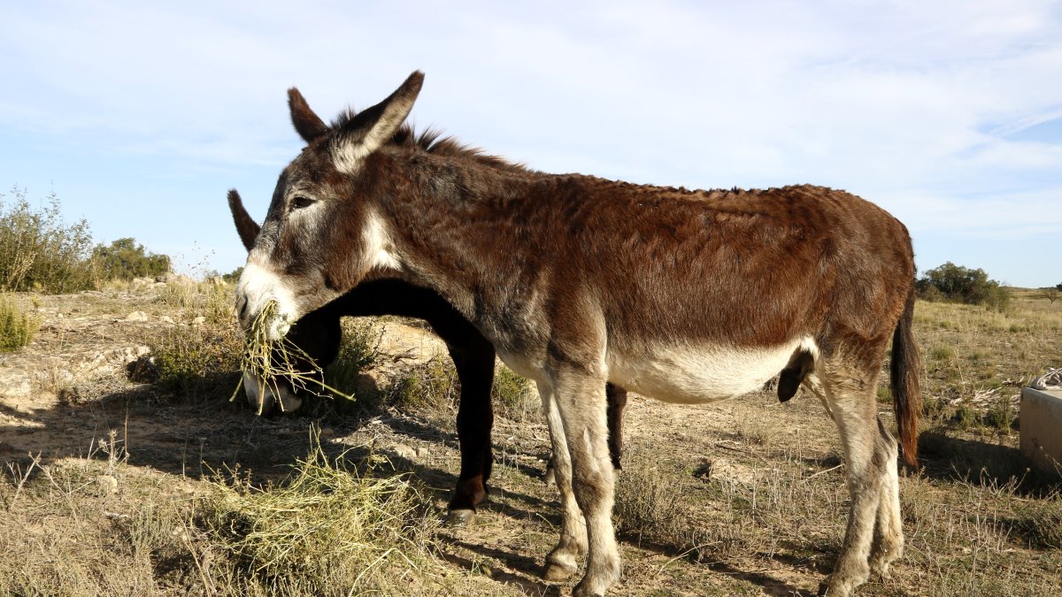 El ramat de rucs del pla pilot a Mas de Melons per mantenir l'hàbitat de les aus estepàries