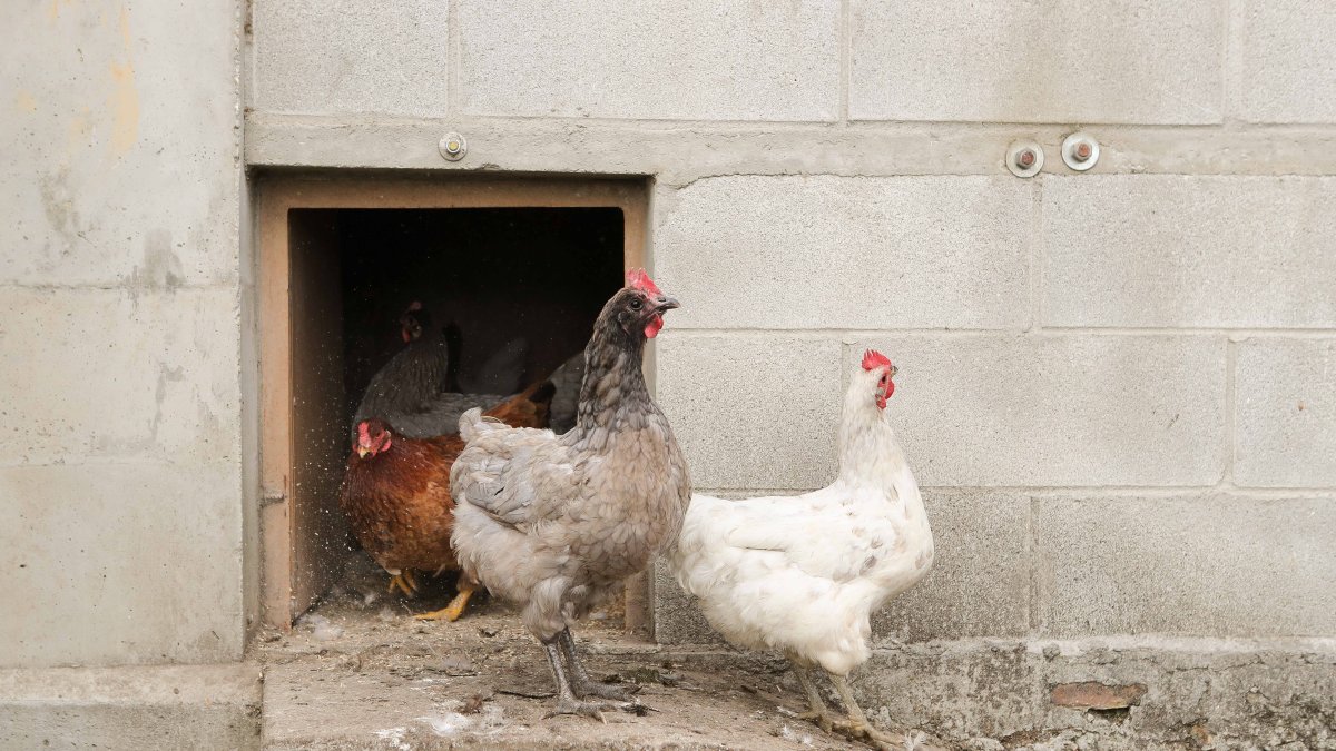 Gallinas en un gallinero.