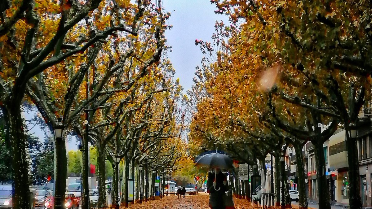 Hojas en la Rambla Ferran de Lleida en una imagen de archivo.