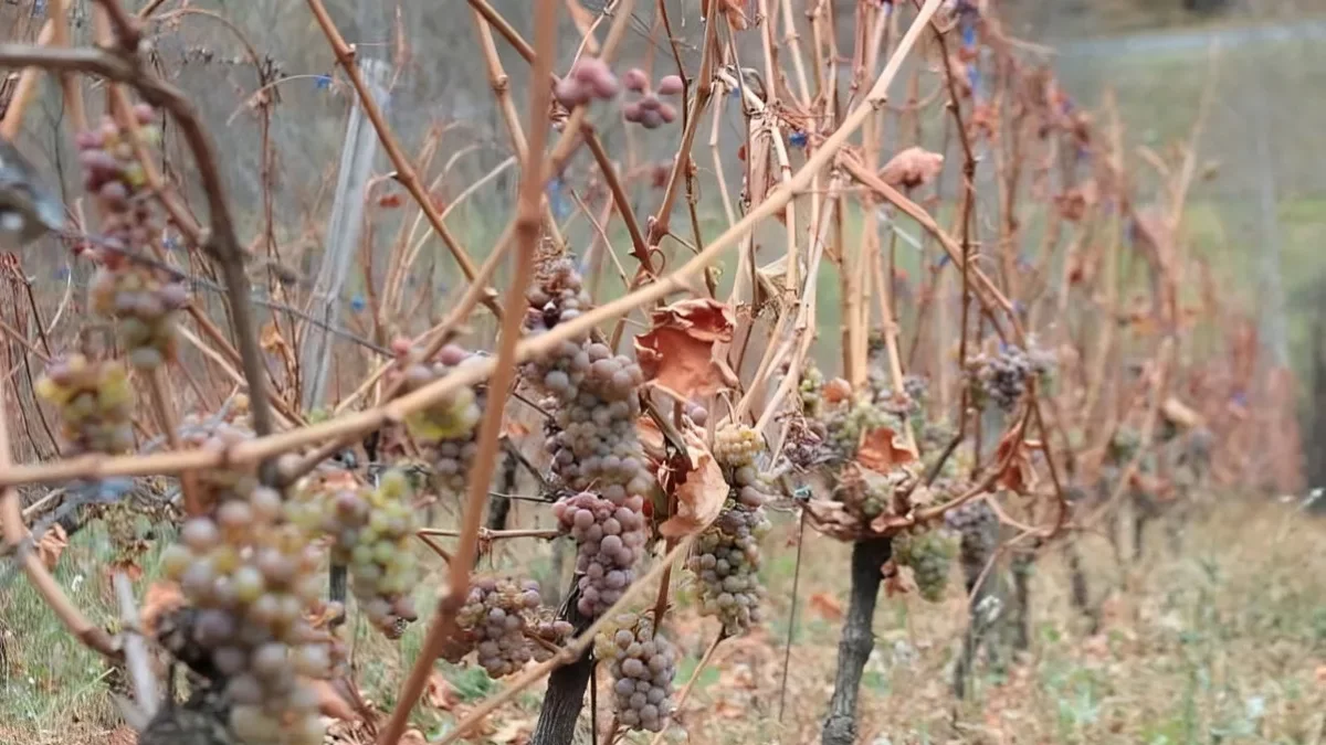 Viñas de Costers del Moneixo en Àreu, a 1.200 metros de altitud. - MARC CODINAS