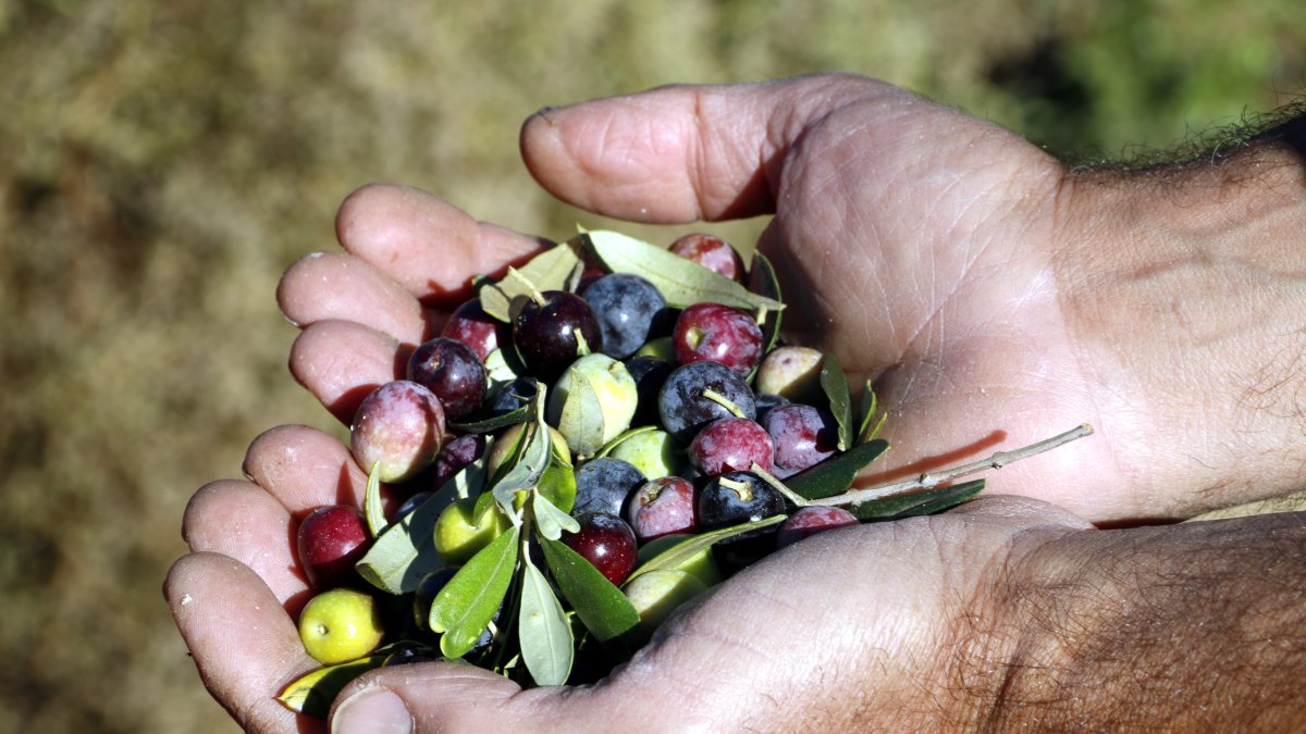 Un agricultor agafa un grapat d'olives a Llardecans.