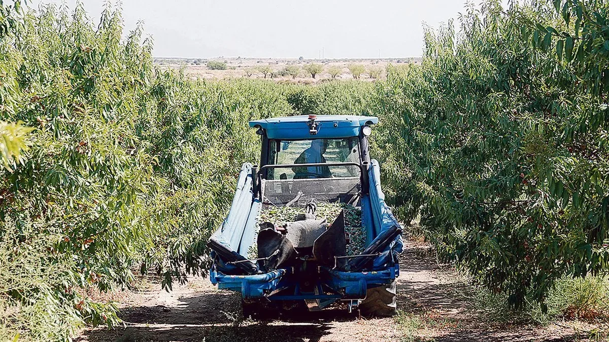 Imagen del inicio de la campaña de recogida de almendras en agosto en una finca de Sarroca de Lleida. - ACN