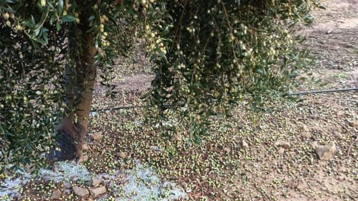 Olives tirades a terra per la pedra a començaments de mes a Seròs. - DEPARTAMENT D’AGRICULTURA