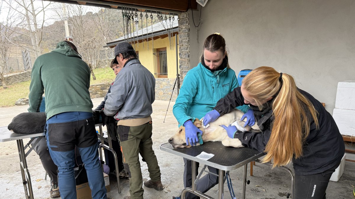 Gossos d'un poble del Pirineu donen sang per salvar la vida d'altres cànids