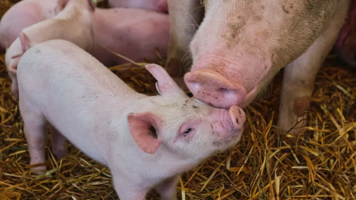 El Tribunal Suprem ha anul·lat l’augment d’espai per porc. - EUROPA PRESS