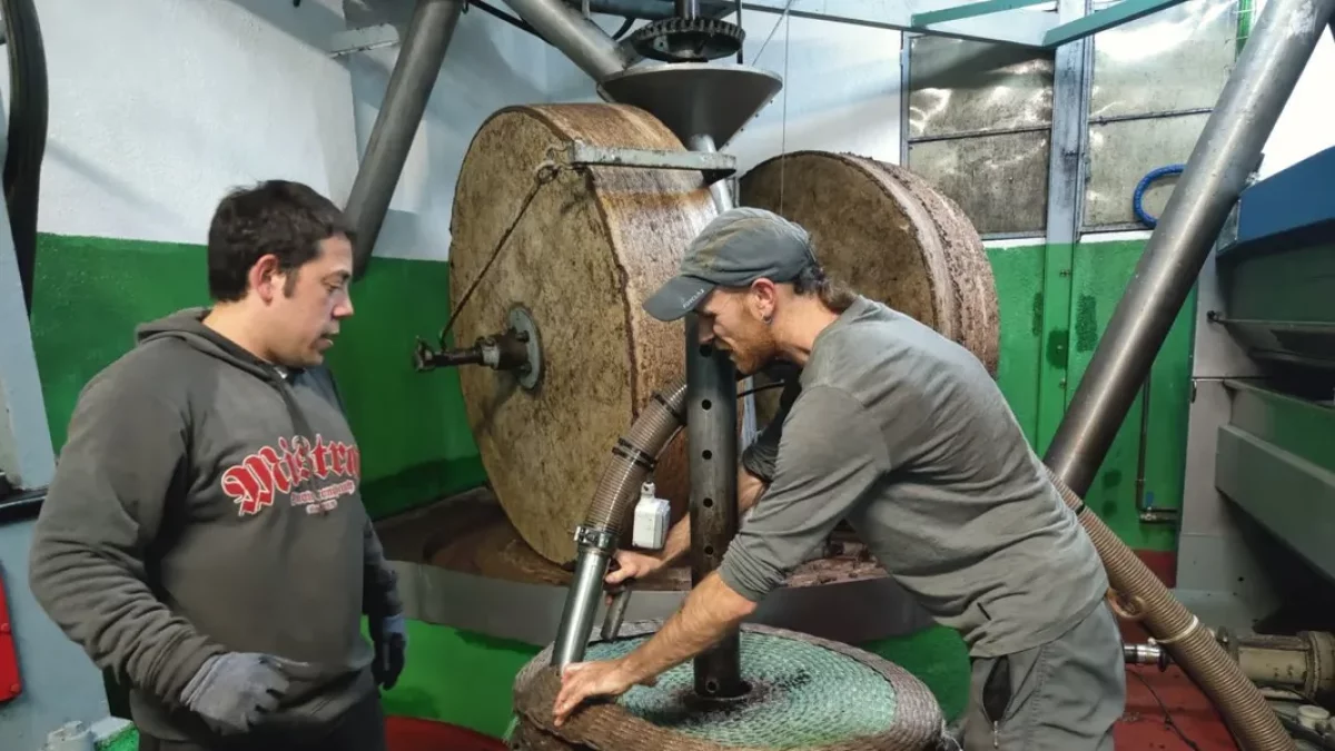 SergSergi Puig, el moliner, repartint als esportons la massa de les olives d’un client. - J.M.A.