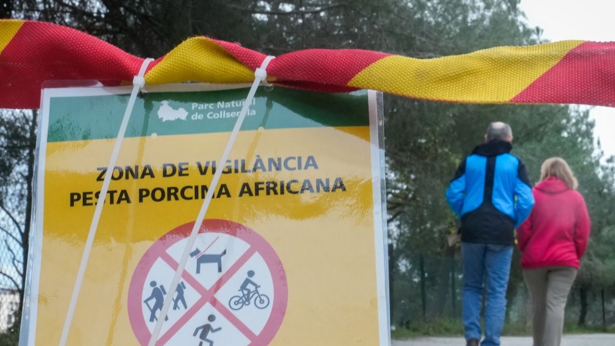 Vista de uno de los carteles situados este domingo en los accesos al Parque Natural de Collserola, alertando de la presencia de la peste porcina.