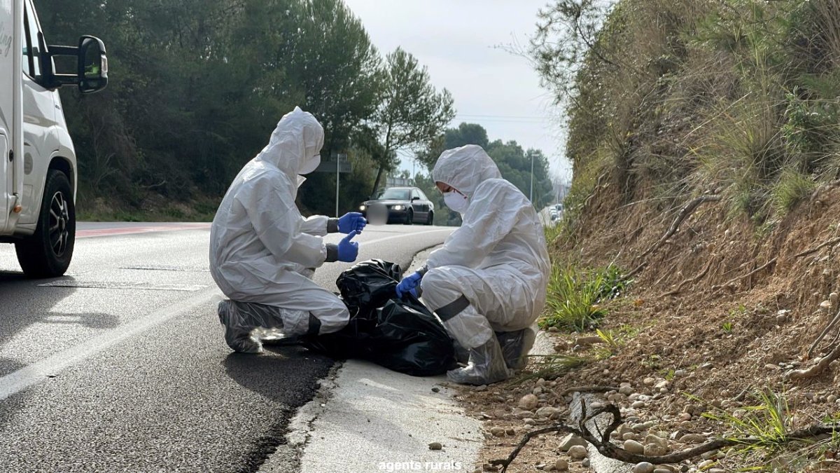 Efectius del cos d'Agents Rurals treballant diumenge al Parc Natural de Collserola per detectar casos de pesta porcina africana.