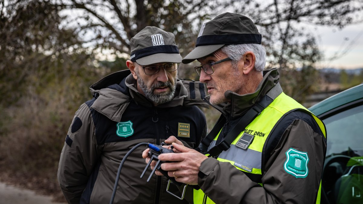 Agents Rurals fan volar un dron a la zona afectada per la pesta porcina africana.
