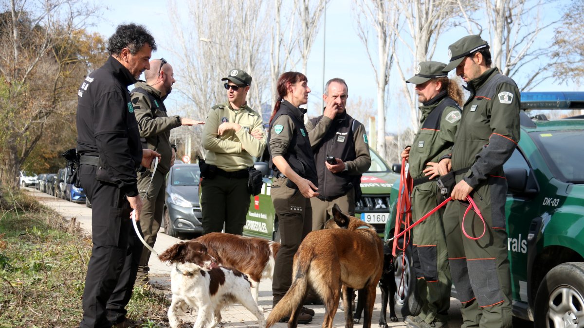Agentes del cuerpo de Agentes Rurales, con homólogos de Madrid y Andorra a punto para peinar con perros una zona infectada por la PPA cerca de Sabadell
