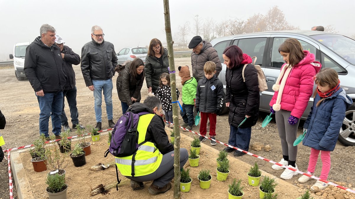 Una de les plantacions populars.