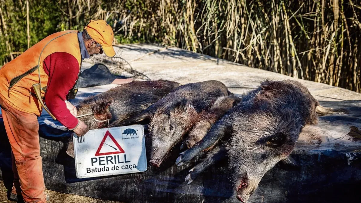 En la campanya 2023-2024 hi ha hagut 379 batudes a Lleida. - ACN