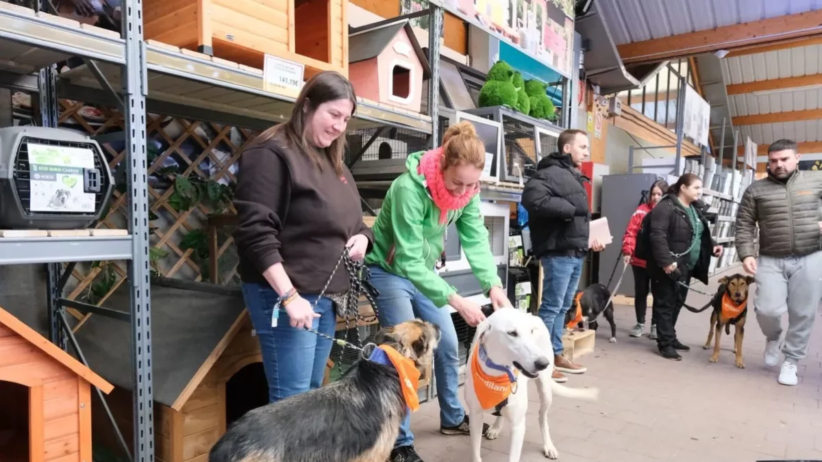Peludos dona en acollida onze gossos i cinc gats