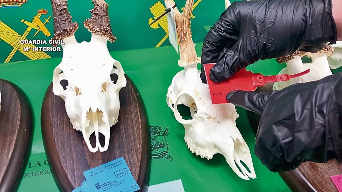 Els precintes s’utilitzen per documentar els trofeus de caça que són abatuts en les caceres. - GUÀRDIA CIVIL