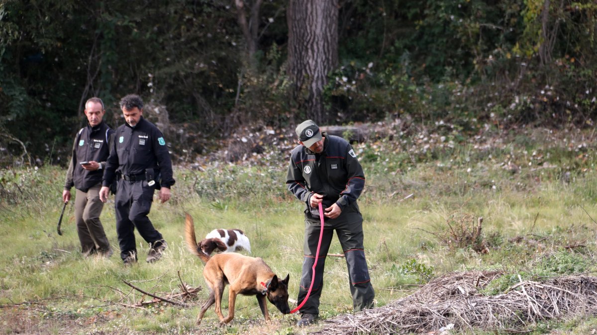 Agents Rurals de Catalunya con compañeros de otros territorios peinan con perros una zona de campo próxima a Sabadell, dentro del perímetro infectado por la peste porcina africana.