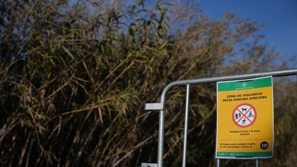 Vallas para cortar el paso de los agents rurals de los Mossos d'Esquadra en las zonas restringidas por la cuarentena ante la peste porcina africana, en una imagen de archivo.