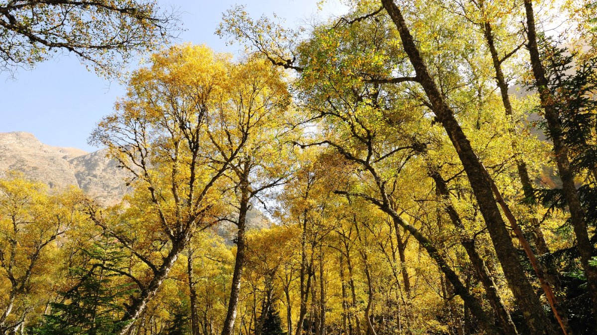 La creació de paisatges agroforestals més resilients es destaca com un àmbit clau per impulsar la bioeconomia a Catalunya