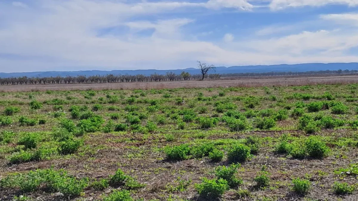 Un exemplar de sisó en una àrea estepària protegida del canal Segarra-Garrigues, gestionada per ASG. - ASG