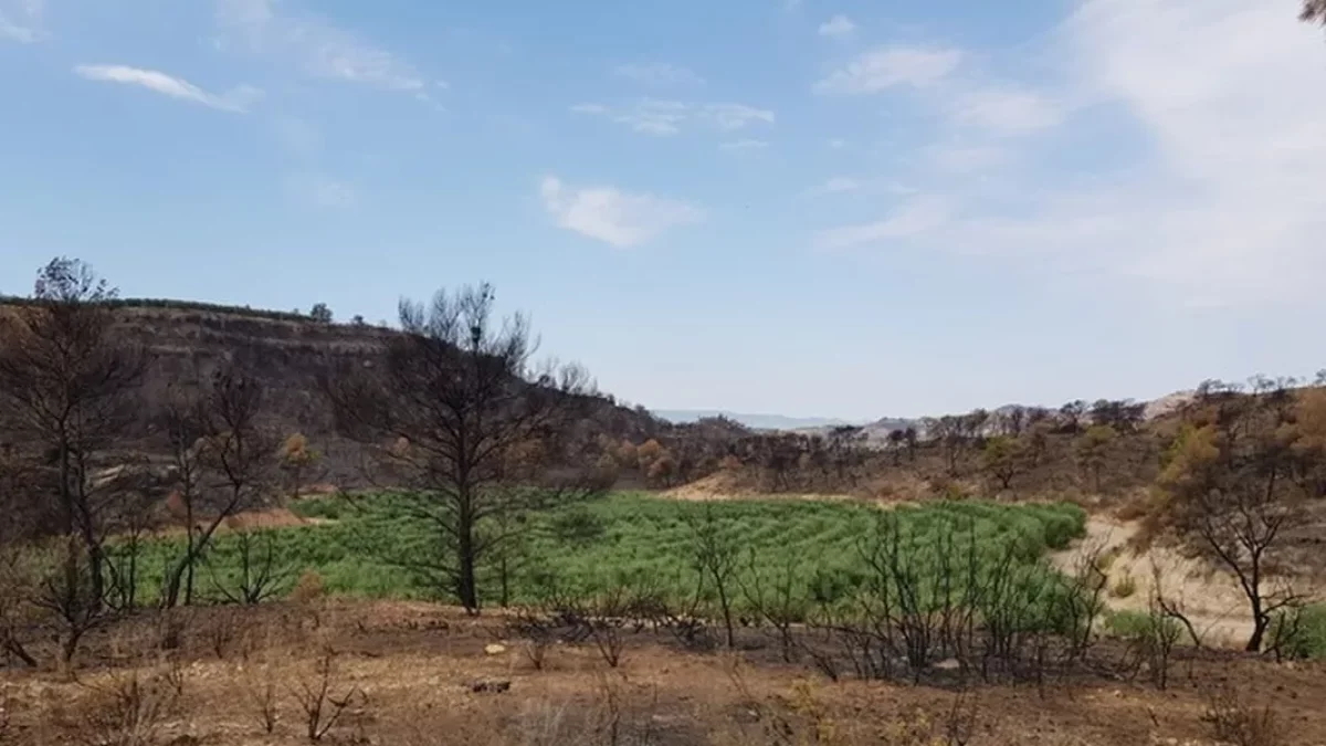 La zona afectada por los incendios rodea a la plantación de olivos. - R.M.