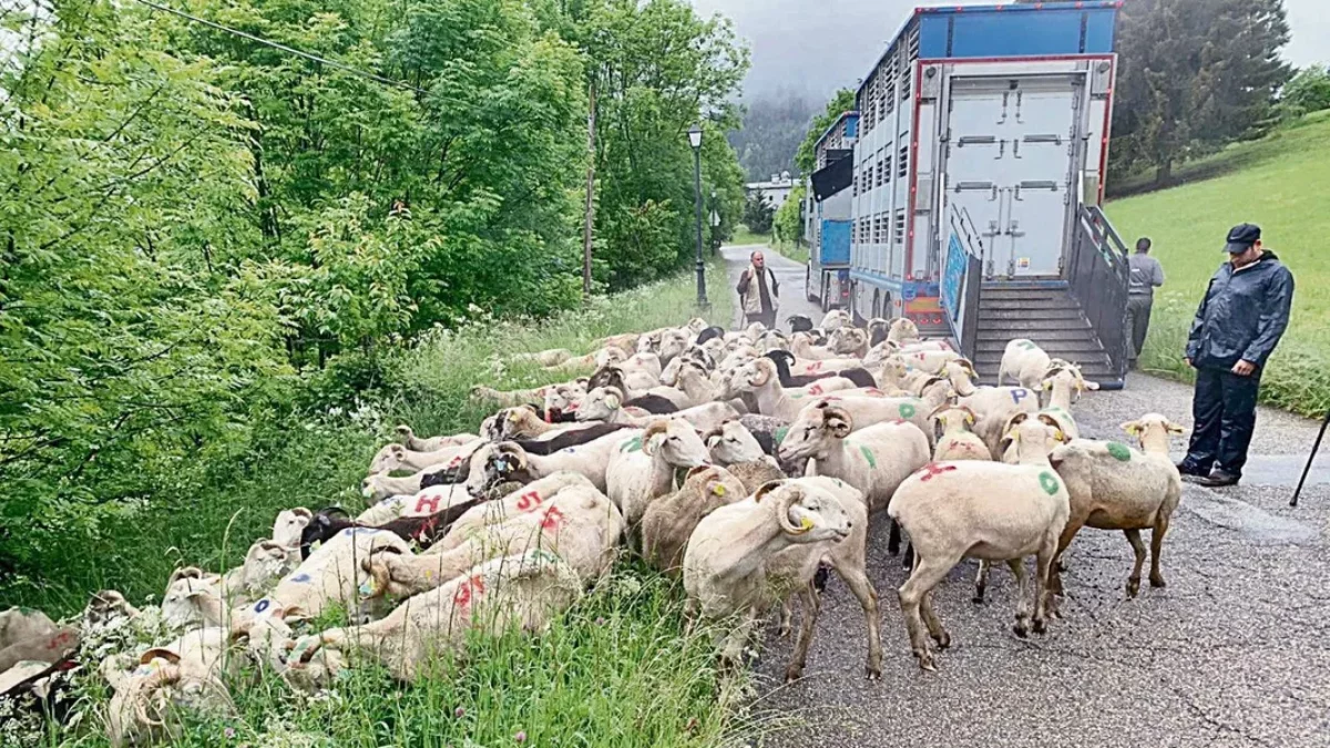 Imatge d’archiu deth ramat comunau de Vilamòs. - F.B.