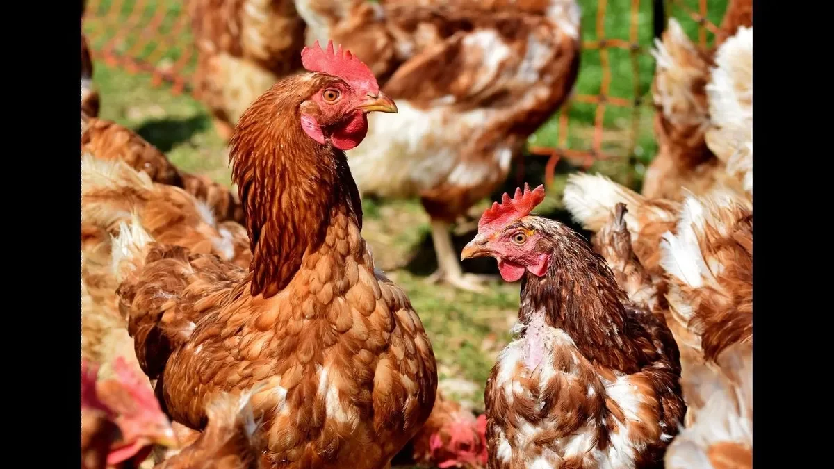 Les 230.000 gallines de l’explotació afectada pel focus a l’Urgell ja s’han començat a sacrificar. - GENERALITAT