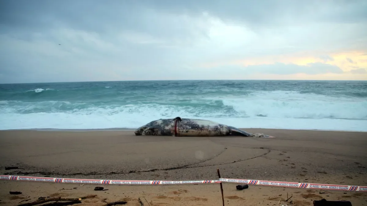 Un cachalote muerto aparecido en Platja d’Aro. - ACN