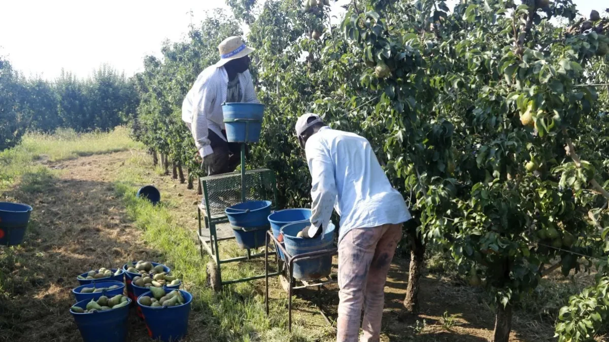 Imatge d’arxiu de treballadors en la recollida de la fruita. - SEGRE