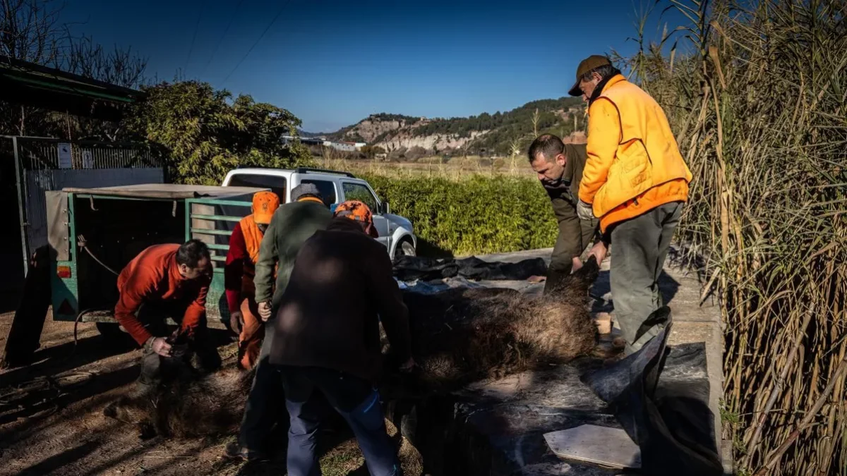 Caçadors recollint diversos exemplars de senglars abatuts. - ACN