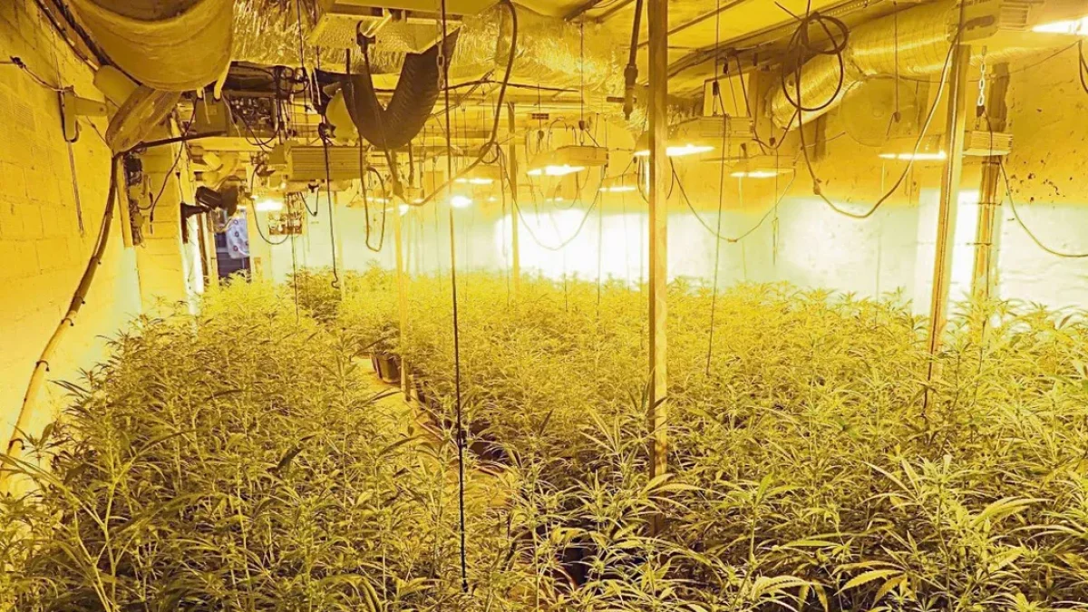 Una plantación de marihuana desmantelada el pasado agosto en una casa en Castellnou de Seana. - MOSSOS