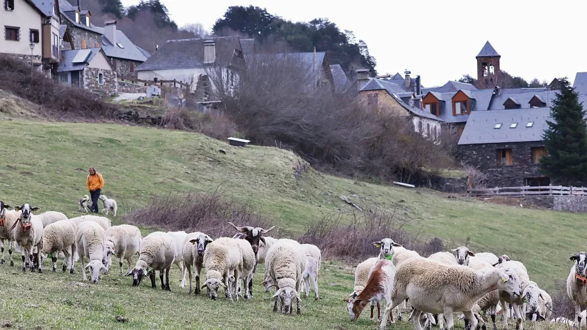 Imatge d’archiu deth ramat en tot pèisher en entorn deth pòble damb eth pastor.