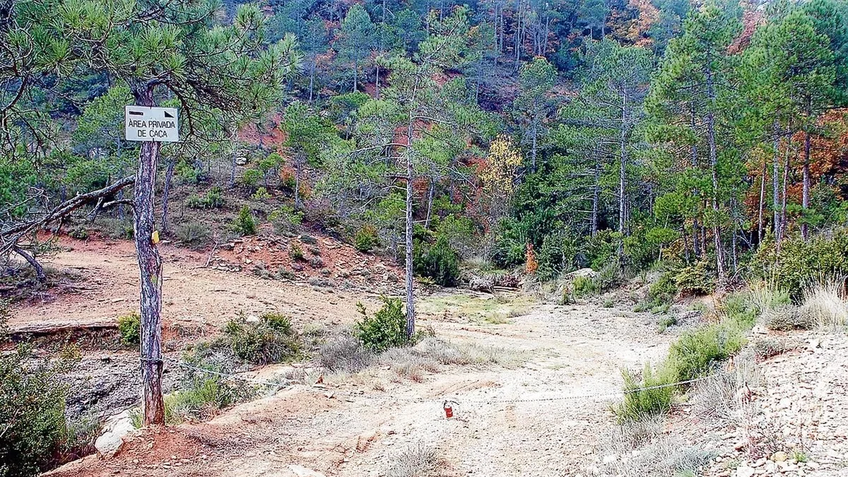 Imagen de archivo de un bosque del término de La Baronia de Rialb.