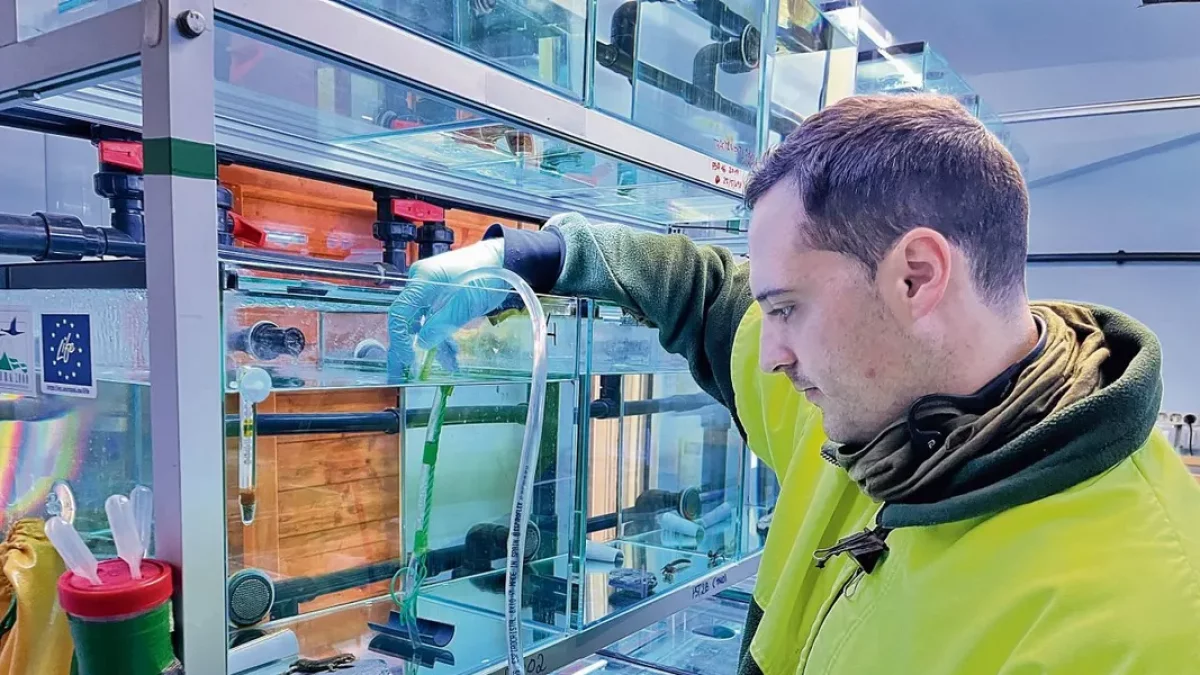 Un cuidador del centro, limpiando el hábitat del tritón del Montseny. - M. CODINAS