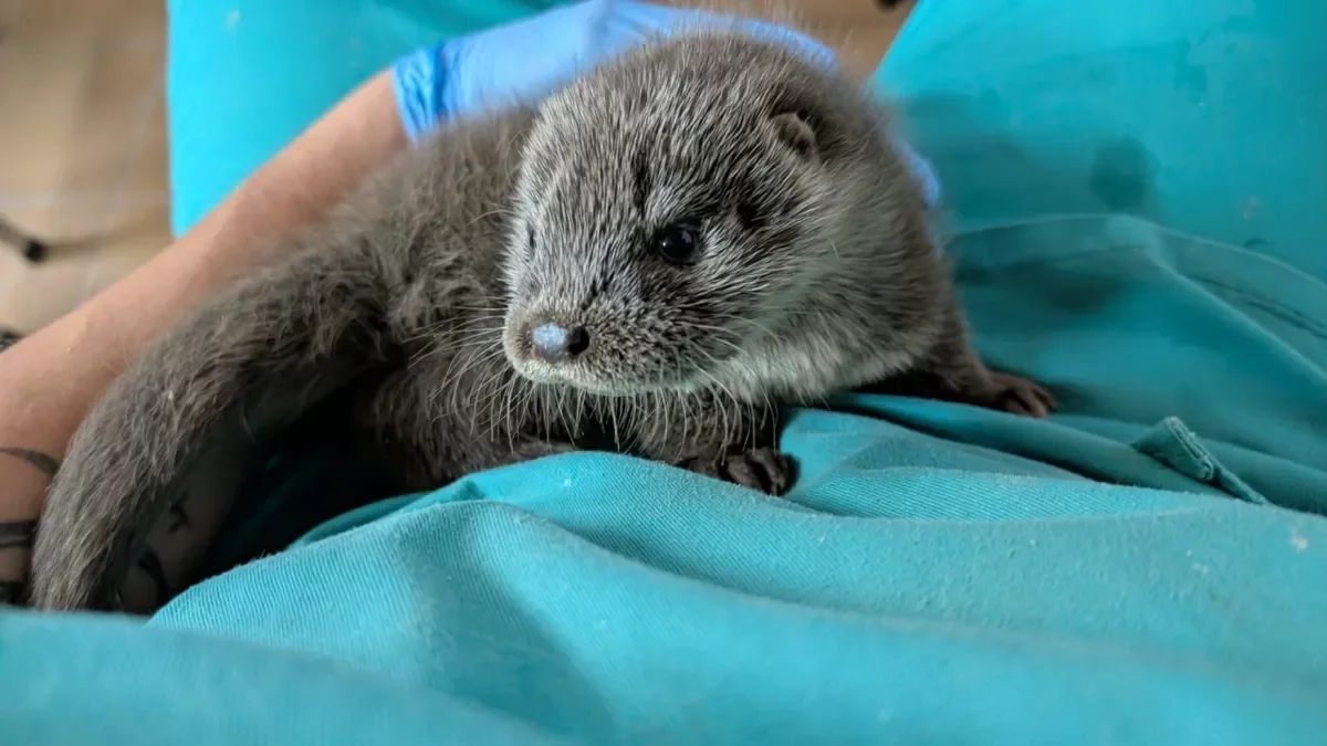 La nutria rescatada en Tremp, en el centro de fauna del Pont de Suert. - CENTRO DE FAUNA DEL PONT DE SUERT