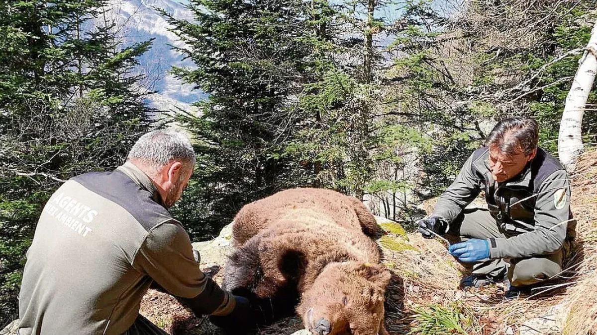 Cachou va ser trobat mort el 9 d’abril del 2020 i inicialment es va pensar que va morir per una caiguda. - CONSELH GENERAU D’ARAN