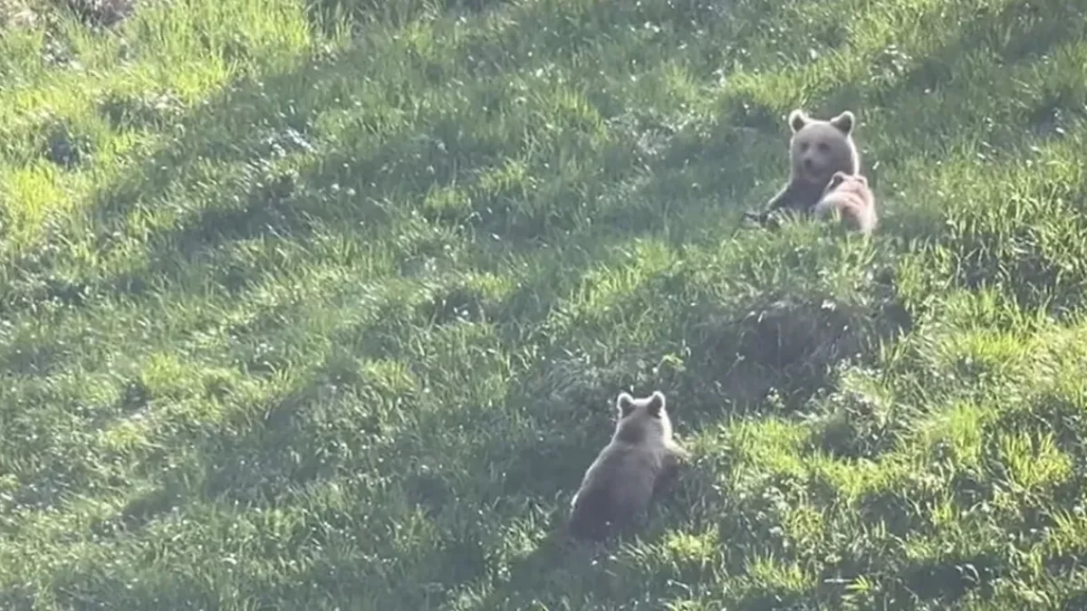 Una osa con dos subadultos el pasado verano en Bonac-Irazein, cerca de la frontera leridana. - OFFICE FRANÇAIS DE LA BIODIVERSITÉ