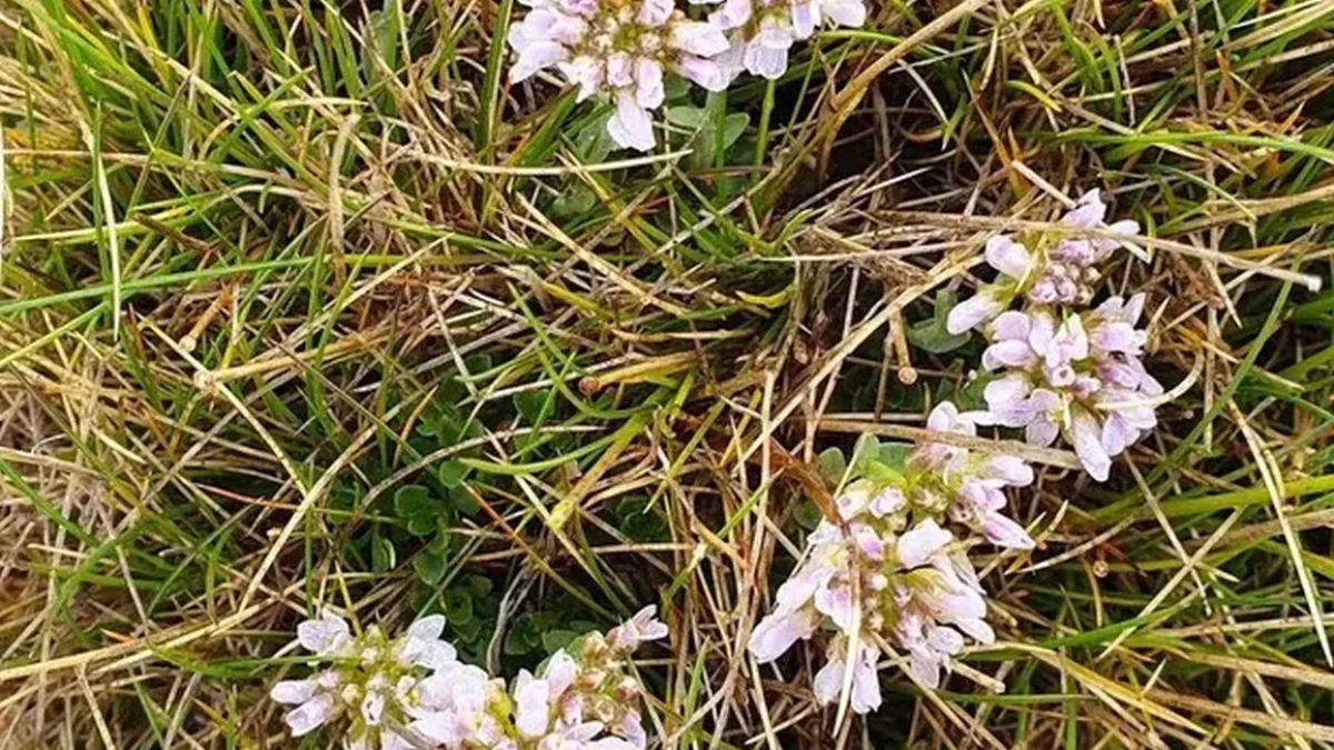 La Noccaea cadinensis, recientemente descubierta.