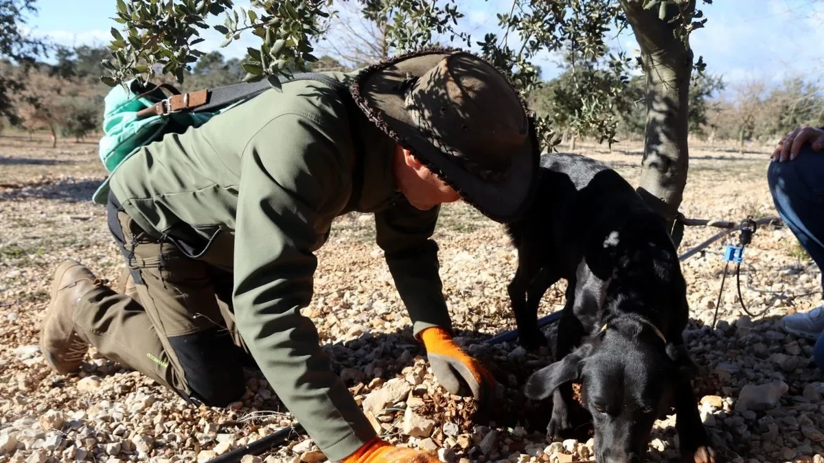 Un productor mostra dos exemplars de tòfona negra recollits en una plantació controlada. - MAR MARTÍ/ACN