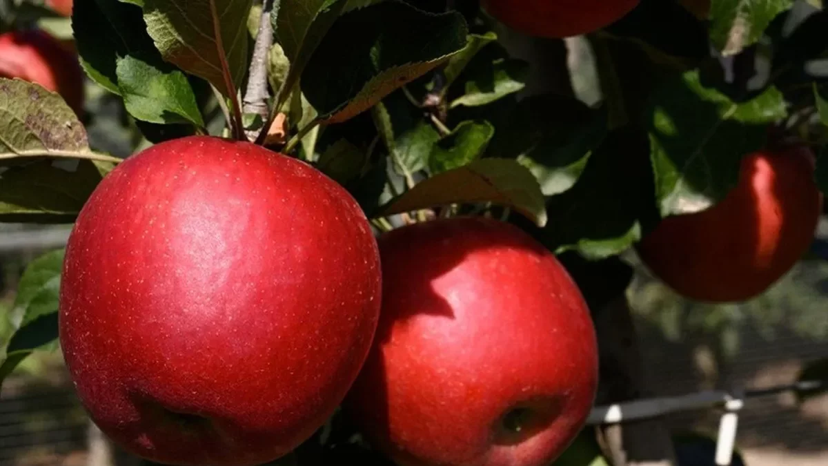 Imatge de les pomes stellar, guardonades amb la plata. - IRTA