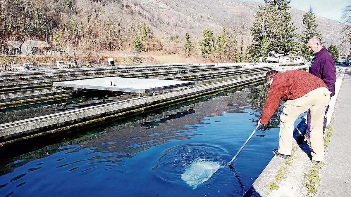 Era piscifactoria de Les se dedique ara produccion de caviar. - SEGRE