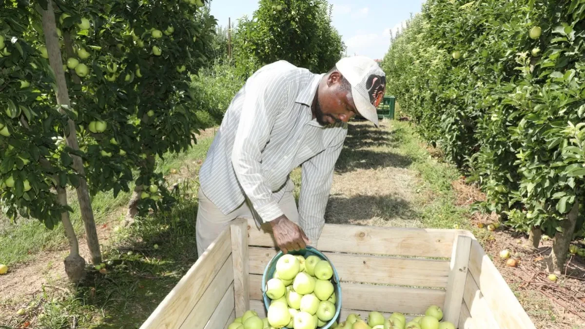 Un trabajador durante la recogida de la manzana Golden. - AMADO FORROLLA