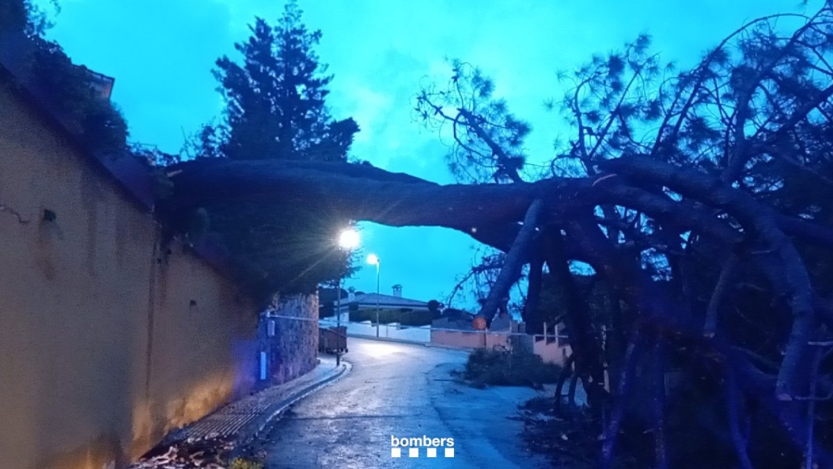 Un árbol caído por la lluvia