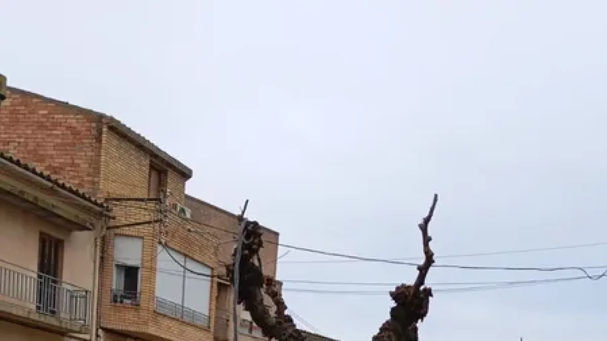 A la imatge, el cable caigut ahir a l’avinguda Garrigues. - AJUNTAMENT D’ALFÉS