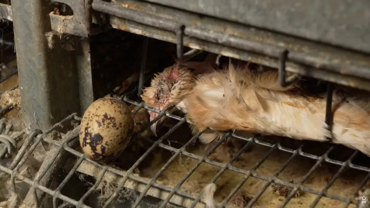 Un dels plans difosos per ARDE. - ARDE