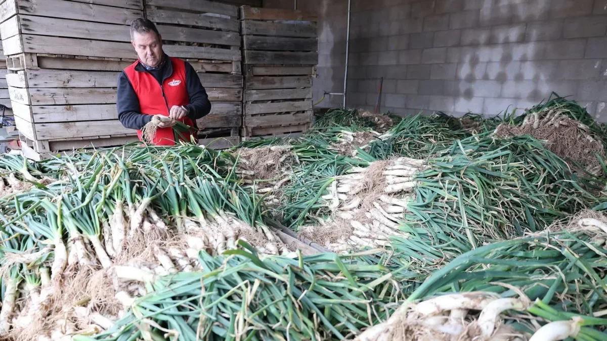 La campanya de calçots està a ple rendiment. - J.GÓMEZ