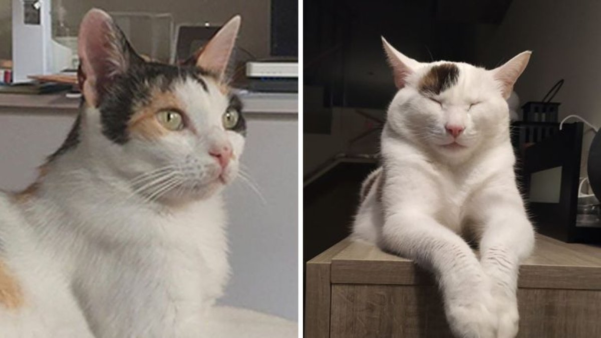 Les identificacions de gats pugen.