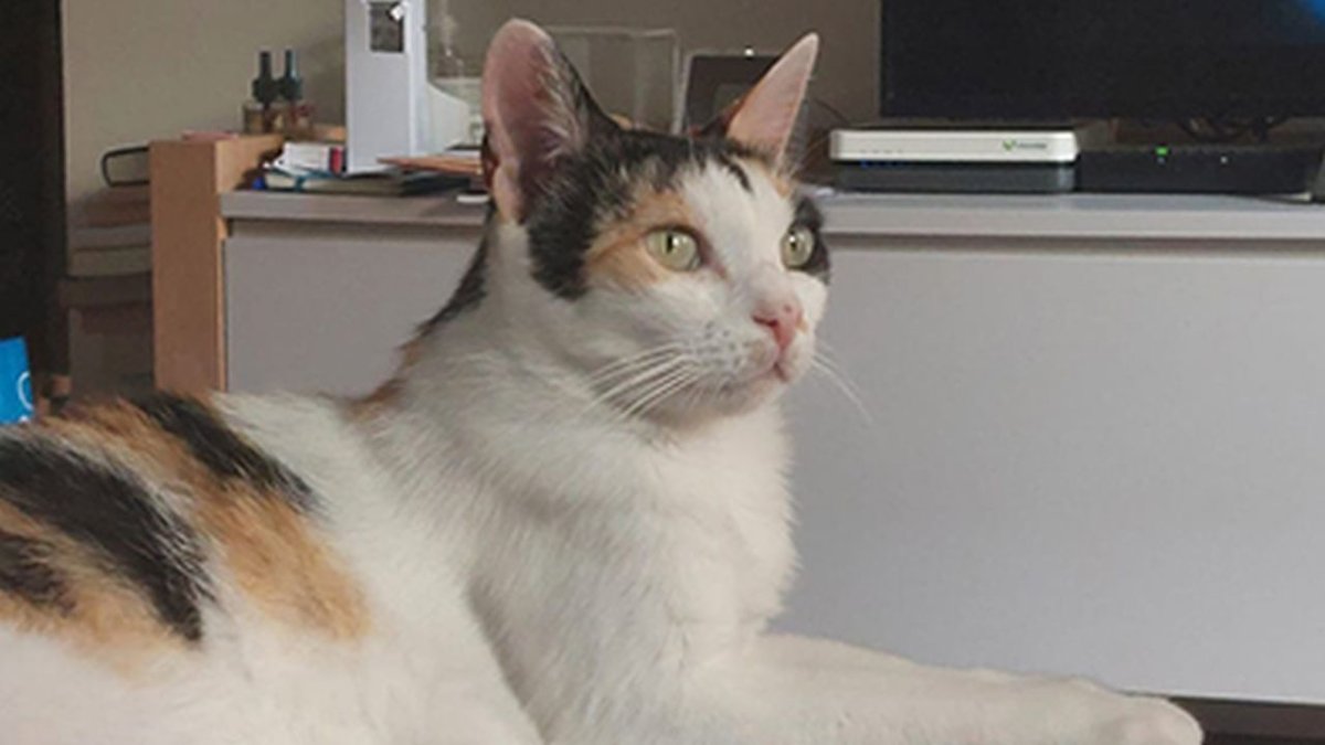 La Motor, una gata calicó de pèl curt.