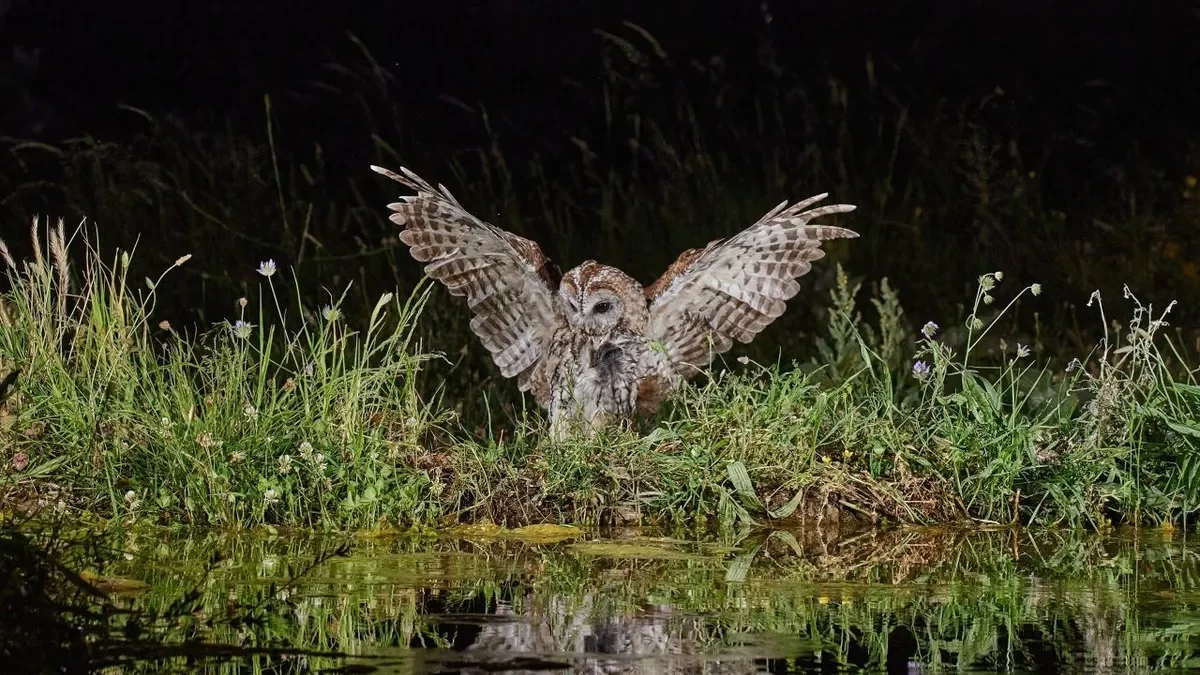 El cárabo, uno de los protagonistas de la nueva exposición. - ANTONIO SEGURA