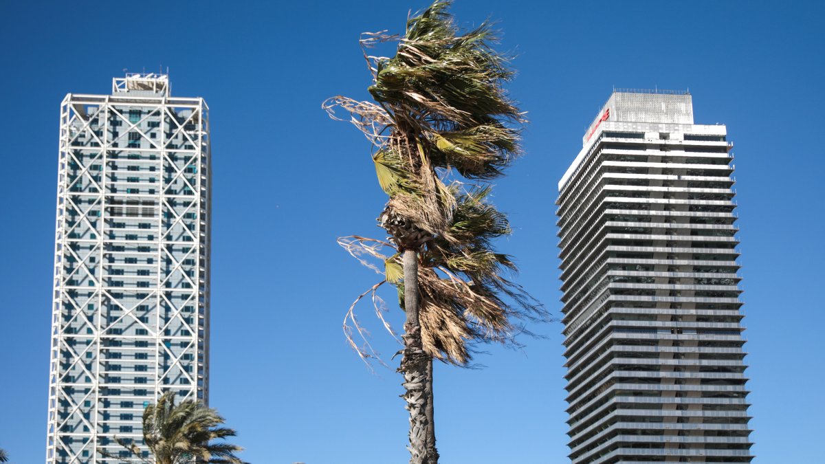 Arxiu - Una palmera es mou a causa del temporal, a 17 de gener de 2023, a Barcelona, Catalunya.