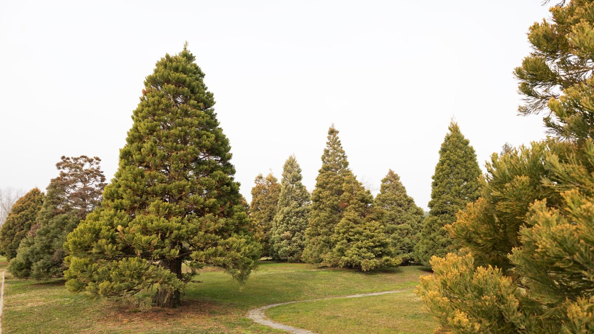 Resiliència d'hivern: arborètum Lleida